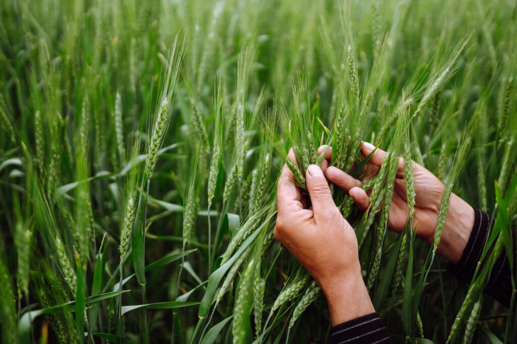 Farmer hand touches, checks immature sprouts of wheat. Agricultural growth, farming business concept